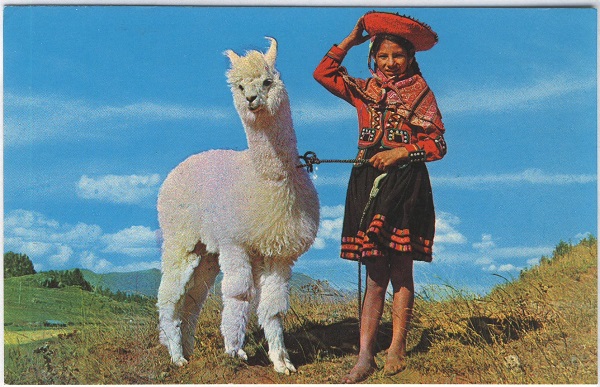 Young Sheepherder with her domestic Alpaca Postcard