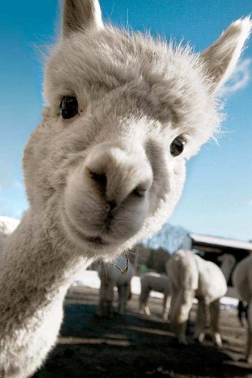 Close Up Cute Alpaca Face Photo Poster
