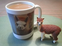 Alpaca drinks coffee