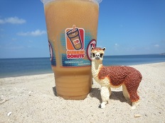 Ruffo at Sunken Meadow Beach with a Dunken Donuts Iced Coffee