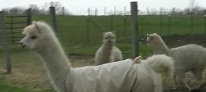 Alpaca Cria Babies Pronking and Playing at Dutch Hollow Acres
