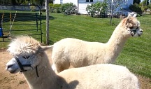 Alpaca on Long Island at the Hallockville Museum Farm