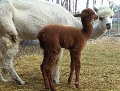 Baby Alpaca named Rumba of Hummzinger Alpacas