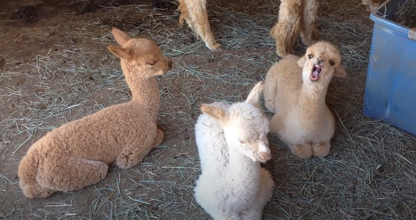 Baby Alpaca Yawning