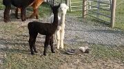 Baby Alpacas curious about a Cat