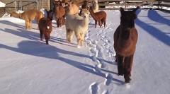 Video of Island Alpaca in Winter Snow 2014