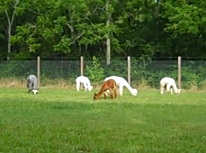Jersey Shore Alpacas enjoying a new pasture