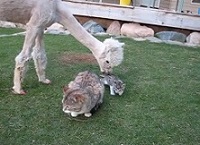 Lacey the Alpaca meets a kitten