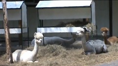 Life on an Alpaca farm video