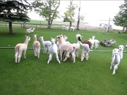 Play Time for Cria at A to Z Alpacas Farm