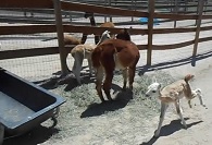 Training for the Baby Alpaca Olympics