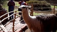 Video of Alpaca and Llama at the Awana Kancha Camelids Center