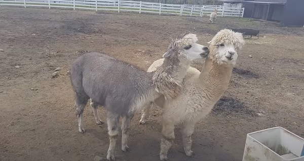 Visit to Nasu Alpaca Farm located in Japan