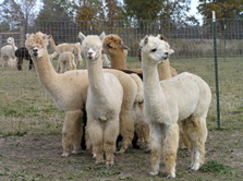 Group of Alpaca located in Williamston Michigan