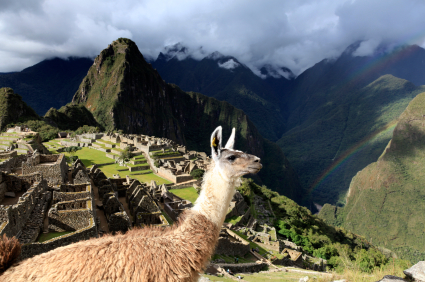 Picture of Llama at Machu Picchu