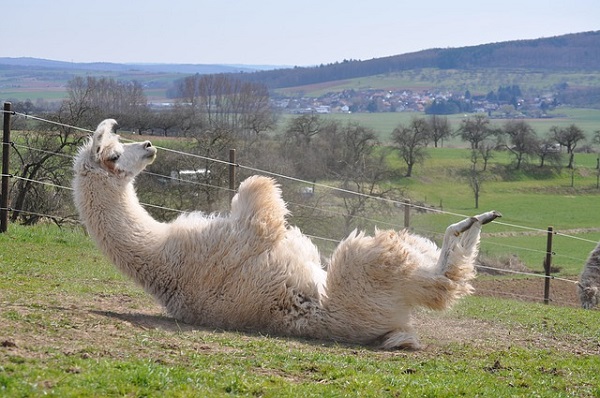 Llama taking a dust bath