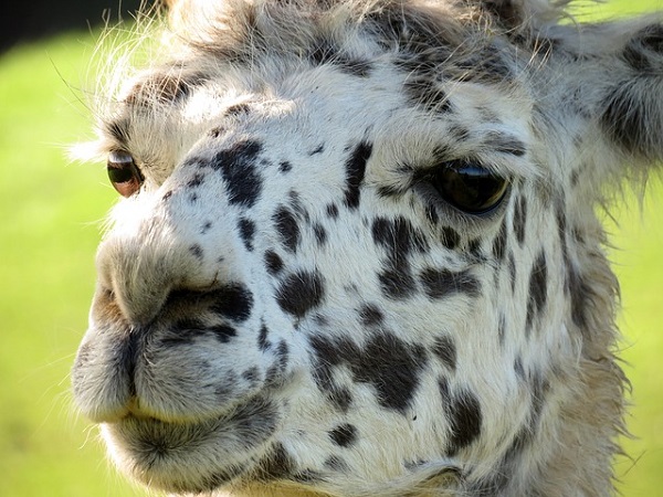 Llama with Dalmatian like markings on Face