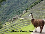 Peruvian Llama Postcards