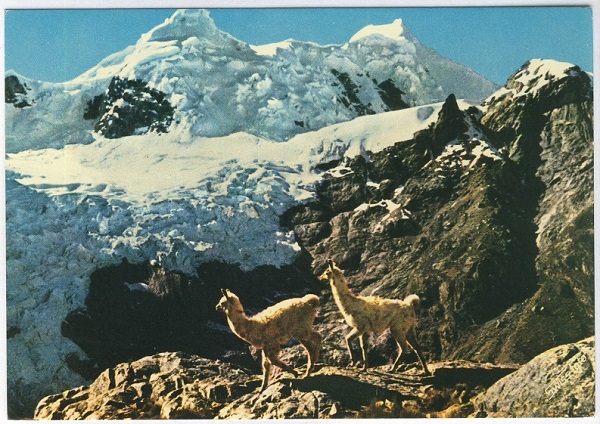Wild Llamas on Santa Rosa Mountain Peru Postcard